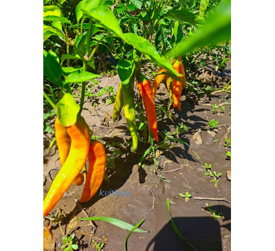 Насіння перцю гіркого Кайєнський помаранчевий ( Cayenne Orange) 